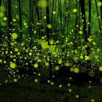 盛夏里光怪陆离的光片之舞/日本摄影师Yume Cyan