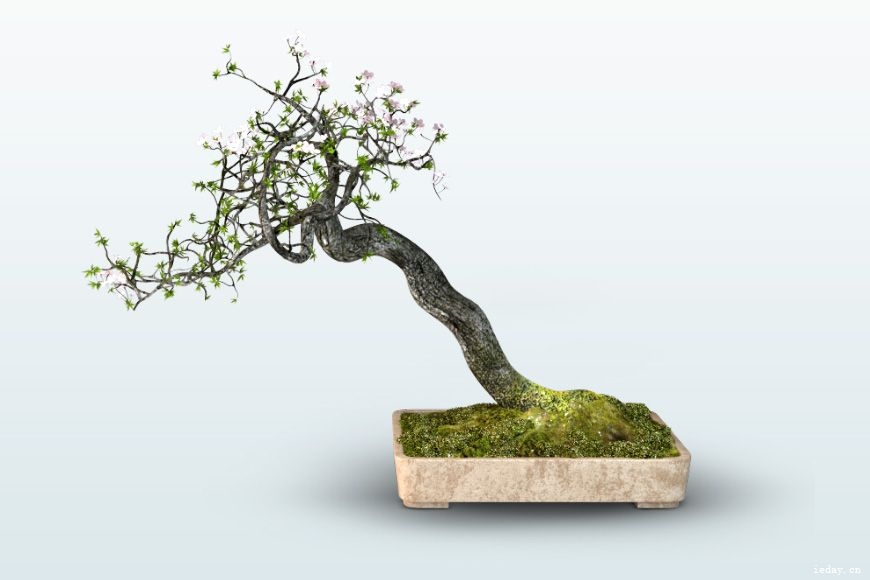 Free-3d-models-bonsai-gallery-5.jpg