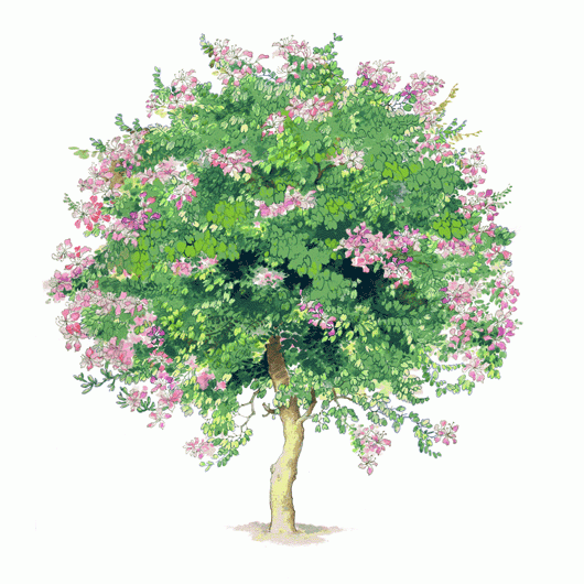 01.BAUHINIA BLAKEANA 洋紫荊.GIF