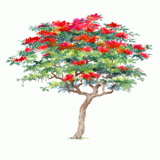 07.DELONIX REGIA 鳳凰木..GIF