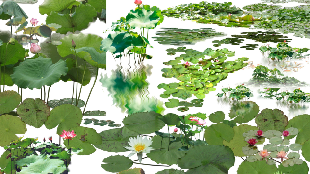荷花植物PSD-1