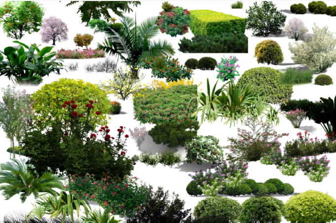 灌木植物PSD-1