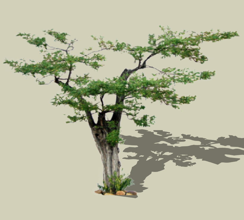 2D树木 绿色乔木-1