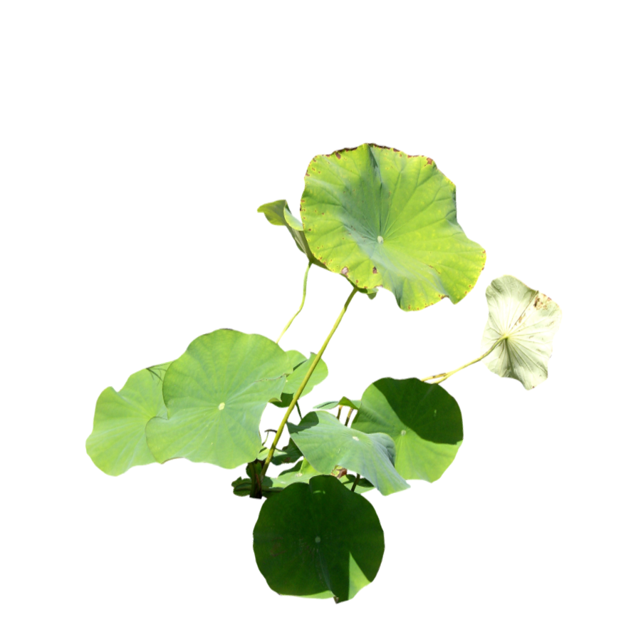 睡莲荷花SU-1
