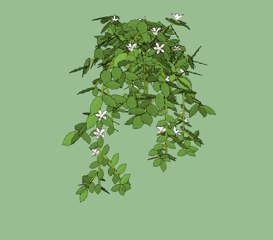 藤蔓植物-1