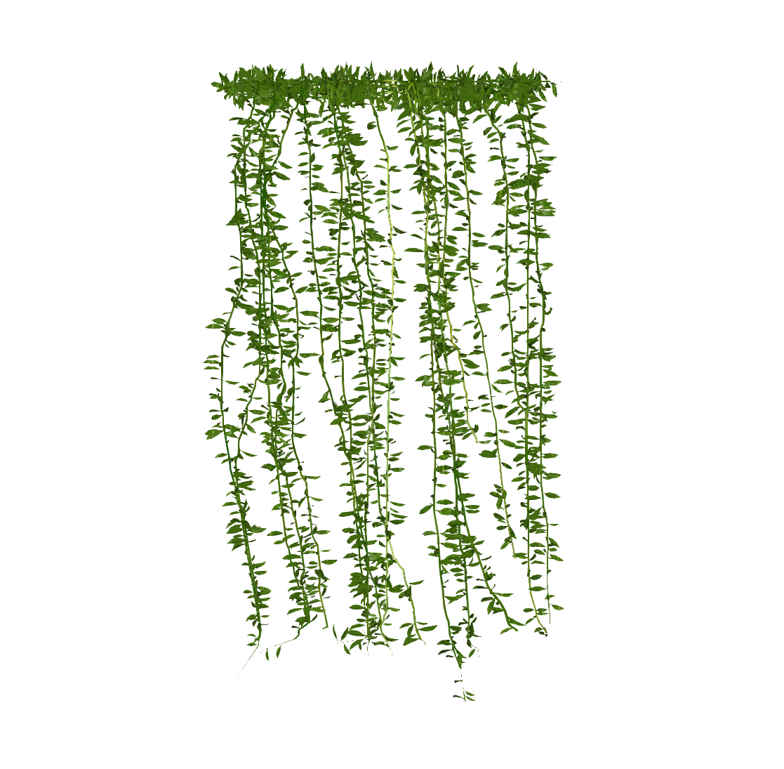 藤蔓植物-1