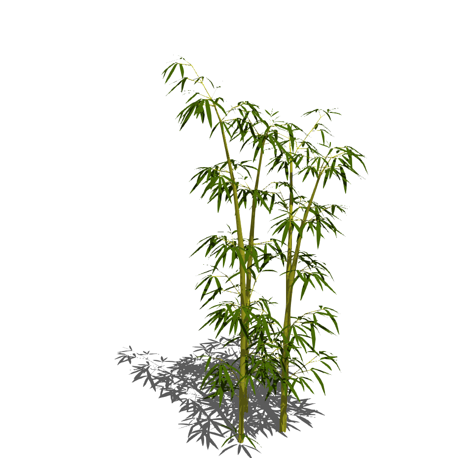 竹类-1