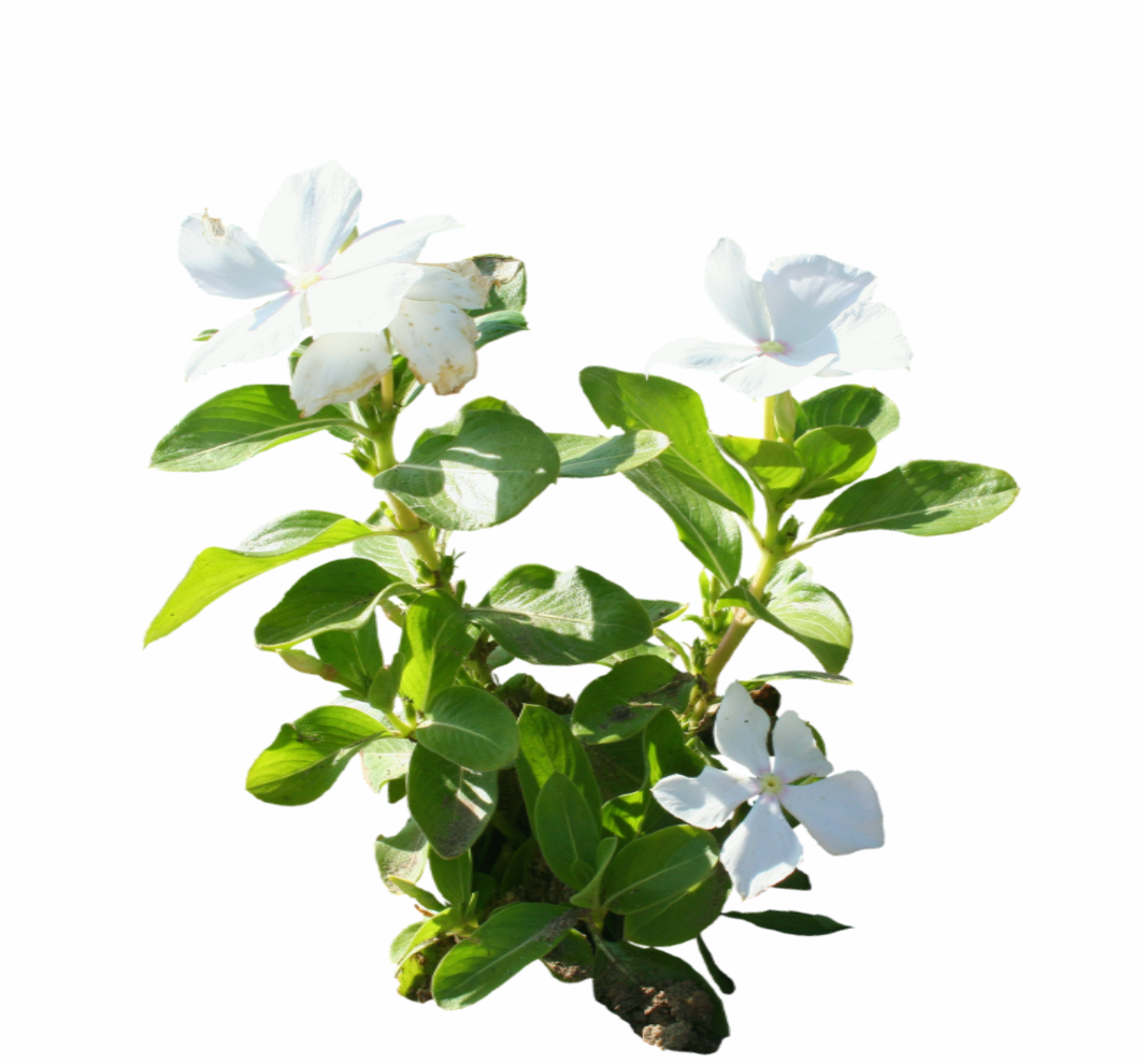 2D 花卉灌木-1