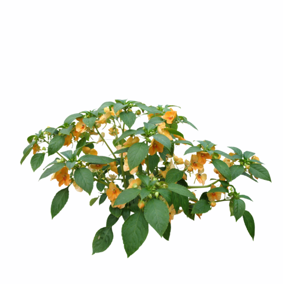 2D 花卉灌木-1