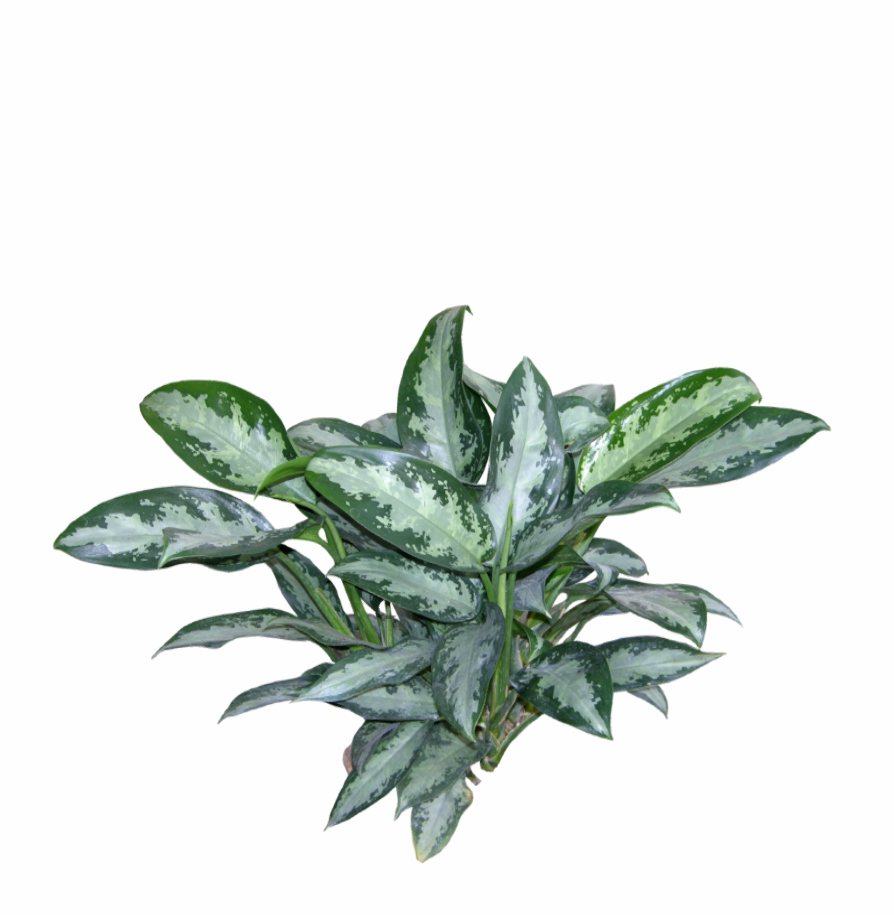 2D 绿色灌木-1
