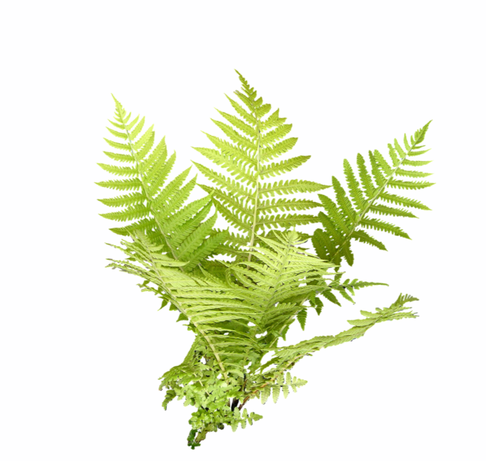2D 绿色灌木-1