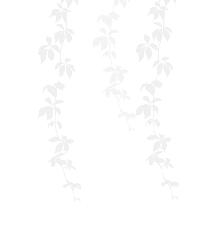 植物窗户阴影笔刷-1