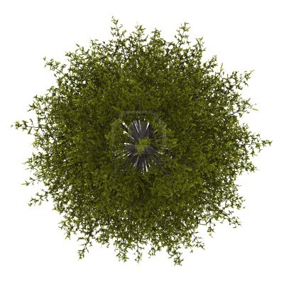 园林平面植物单体-1
