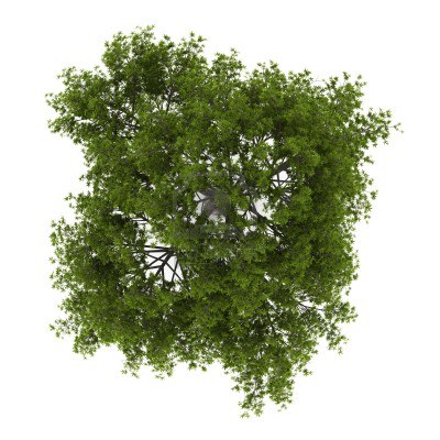 园林平面植物单体-1