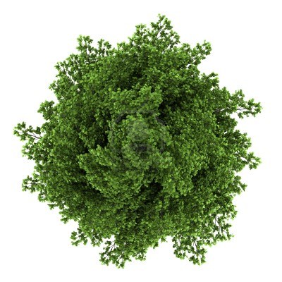 园林平面植物单体-1