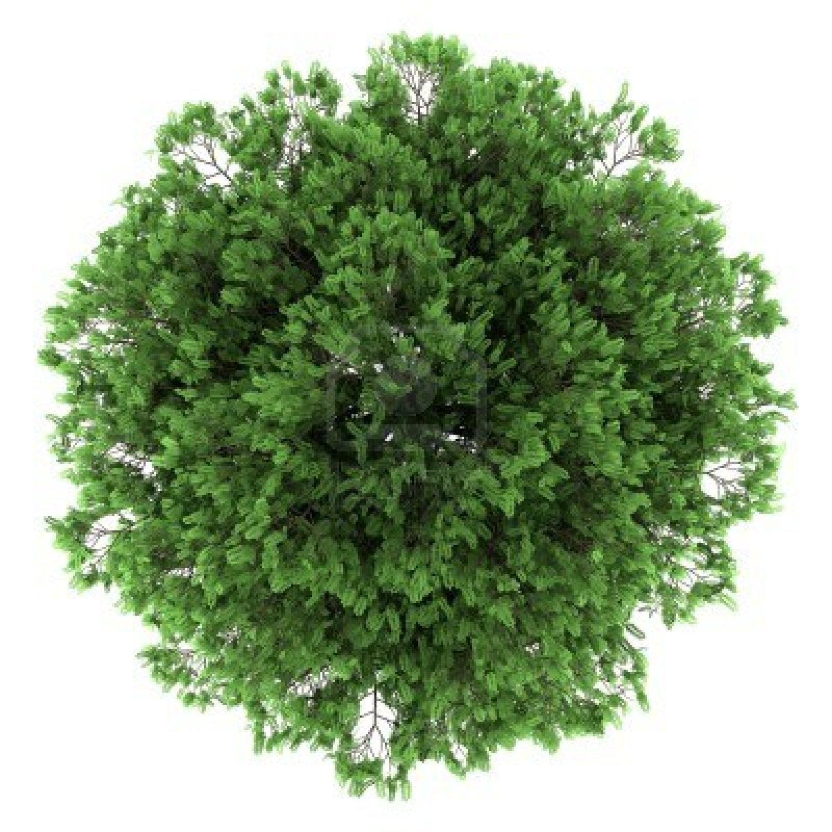 园林平面植物单体-1