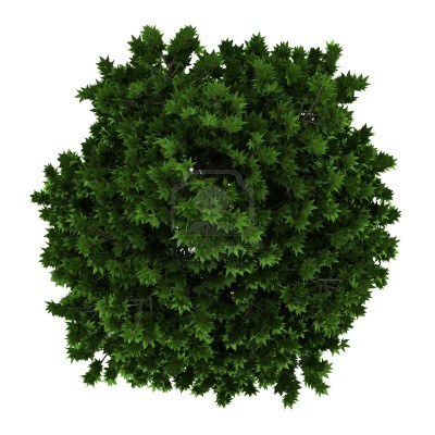 园林平面植物单体-1
