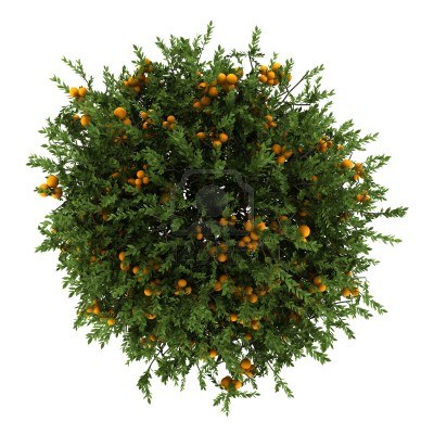 园林平面植物单体-1