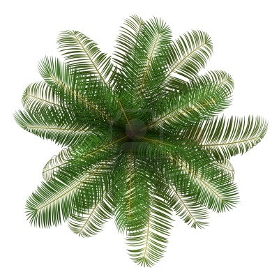 园林平面植物单体-1