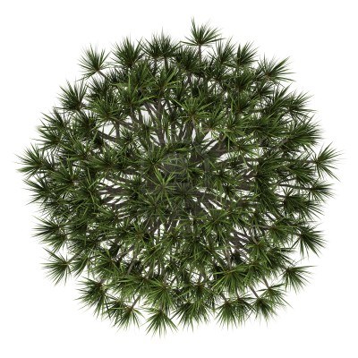 园林平面植物单体-1