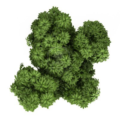 园林平面植物单体-1