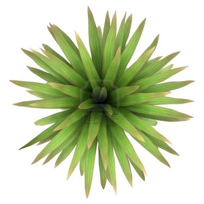 园林平面植物单体-1