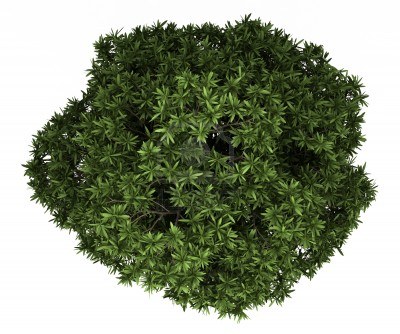 园林平面植物单体-1
