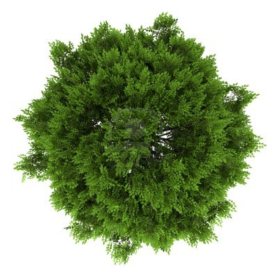 园林平面植物单体-1