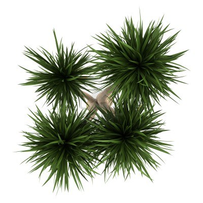 园林平面植物单体-1