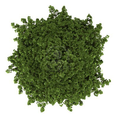园林平面植物单体-1