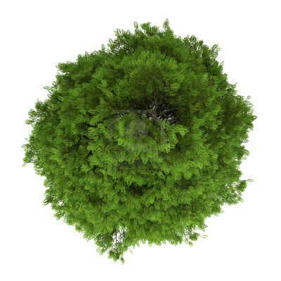 园林平面植物单体-1