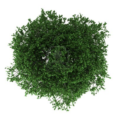 园林平面植物单体-1