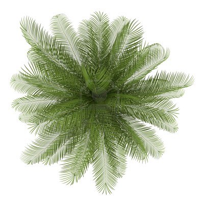 园林平面植物单体-1