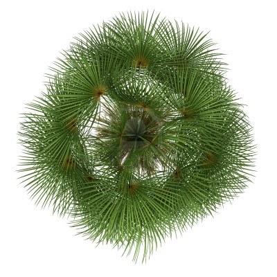 园林平面植物单体-1
