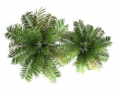 园林平面植物单体-1