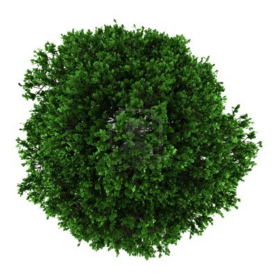 园林平面植物单体-1