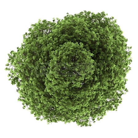 园林平面植物单体-1