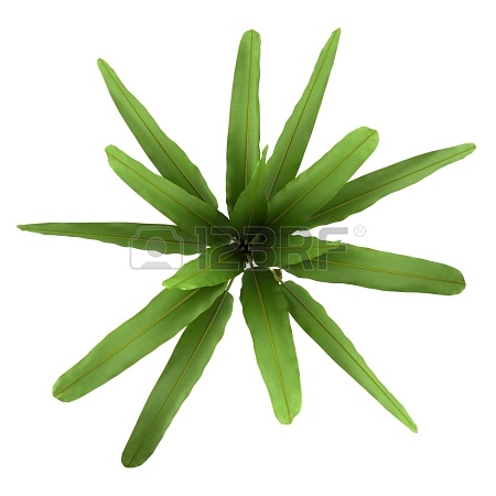 园林平面植物单体-1
