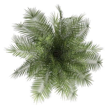 园林平面植物单体-1