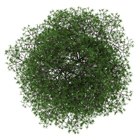 园林平面植物单体-1