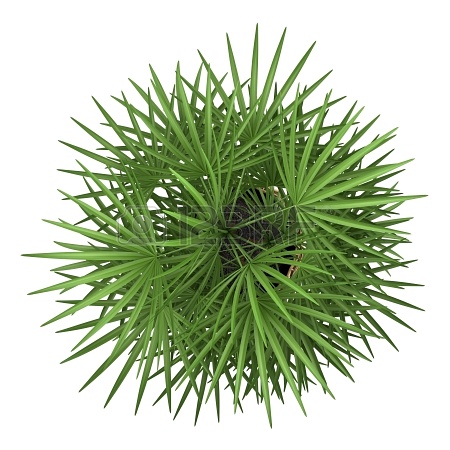园林平面植物单体-1