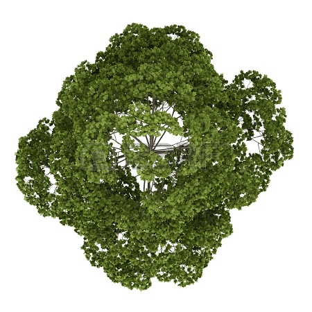园林平面植物单体-1