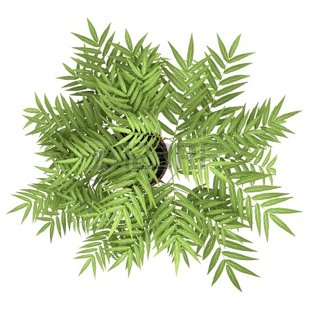 园林平面植物单体-1