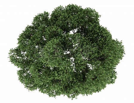 园林平面植物单体-1