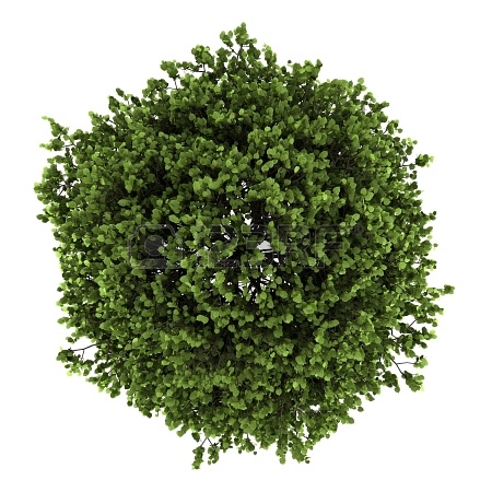 园林平面植物单体-1