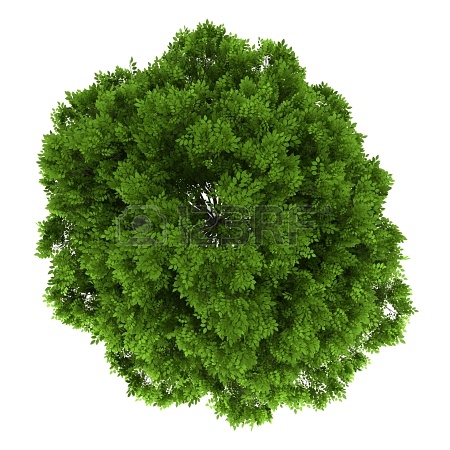园林平面植物单体-1