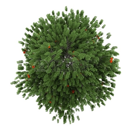 园林平面植物单体-1