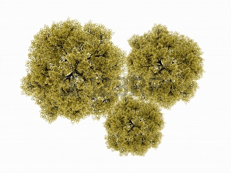 园林平面植物单体-1