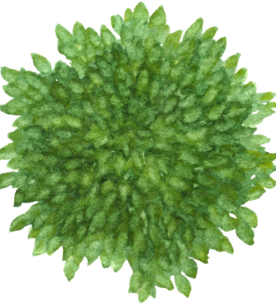 清新水彩风园林平面植物-1