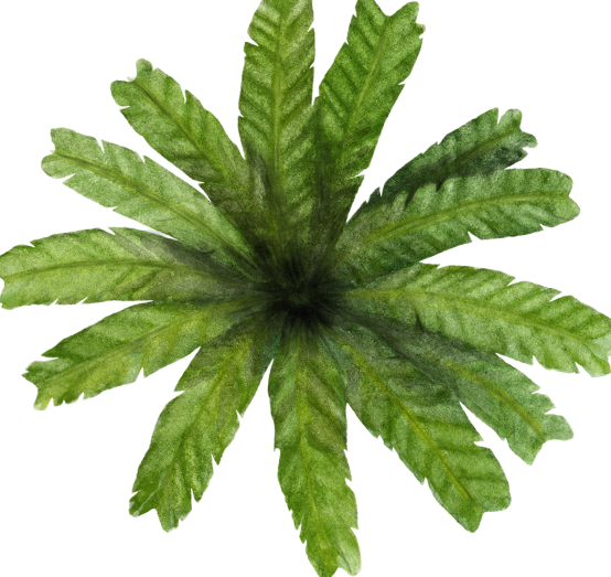 清新水彩风园林平面植物-1